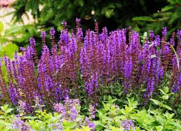We did not find results for: 10 Piante Color Viola Per Il Giardino Le Piu Belle Per Ogni Esigenza