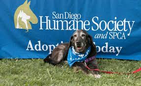 Labs and more dog rescue is san diego's fastest growing and most active dog rescue organization. Dog Adoption San Diego