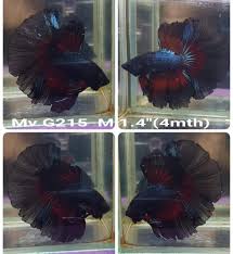 Betta Fish For Sale Plakat Giant King Betta Hmpk Betta Coast Gem Usa In 2020 Betta Black Orchid Pet Fish
