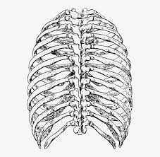 Download rib cage illustration png images background. Rib Cage Png Cage Thoracique De Dos 541x720 Png Download Pngkit