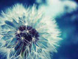 Dandelion Dandelion Wallpapers20 Hd Wallpapers Fan Full Hd Wallpapers 1080p Dandelion Wallpaper Dandelion Pictures Dandelion