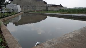 Cara Membuat Kolam Ikan Alam Tani