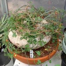 Image result for Corallocarpus bainesii