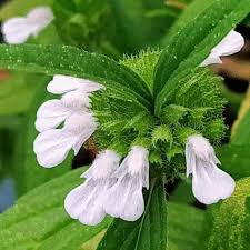 Image result for Leucas glabrata