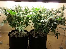 How To Grow Weed With Cfls Grow Weed Easy