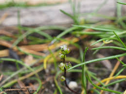 Image result for Triglochin striata