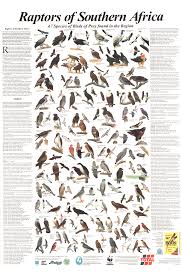 The word raptor has its roots in the latin language from the word rapere which refers to taking an object by force. Raptors Of Southern Africa Classic Edition Korck Posters