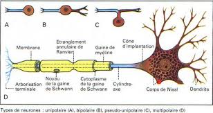 images?q=tbn:ANd9GcRyr7eSJ6T0-vNVv5EsomB
