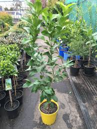 The eureka lemon tree is a small, virtually thornless tree that grows vigorously with an open and spreading form. Lemon Tree Eureka Westlake Nursery