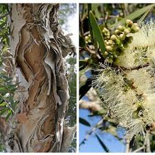 Image result for Melaleuca quinquenervia