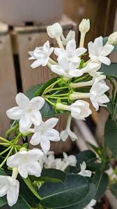 Image result for Hermannia floribunda