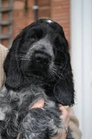 Lovely Litter Of Show Type Cocker Spaniel Puppies Only One Blue Roan Boy Available Now Mum Is In 2020 Cocker Spaniel Puppies Spaniel Puppies Blue Roan Cocker Spaniel