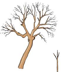 Das wann bei der pflanzung beachten klären sie vor dem pflanzen, welche art von nutzgarten sie planen. Obstbaume Energie Umwelt Ch