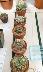 Victoria moffat · the sentry. 2019 Show And Sale Henry Shaw Cactus And Succulent Society