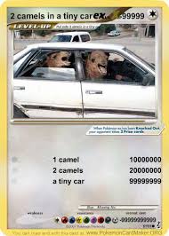 So camels have many great qualities, but how many o f us would describe camels as a beautiful? Image 46919 Two Camels In A Tiny Car Know Your Meme