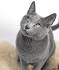 Are Russian Blue Cats Good For Allergies - Tips And ...