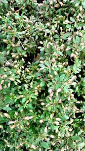 Image result for Glinus oppositifolius