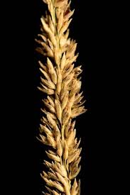 Image result for Sporobolus mauritianus