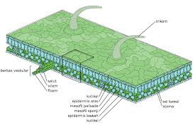 Check spelling or type a new query. File Leaf Structure Ms Svg Wikimedia Commons