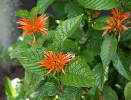 Lataa korkealaatuisia closeup flowering arizona honeysuckle shrub kuvia, piirroksia ja vektoreita, jotka sopivat täydellisesti projektisi budjettiin. Mexican Honeysuckle Desert Horizon Nursery