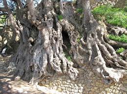 Le pant du mt des oliviers.le getsemani (michelsg263, ιουν 2016). Les Plus Vieux Arbres Olivier Environ 2 000 Ans Vieux Arbres Arbres Remarquables Arbre