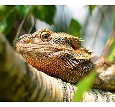 See full list on petmd.com Chinese Water Dragon Setup Enclosure Tank Decor Petsmart