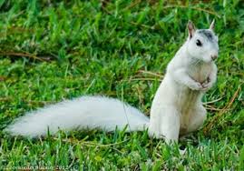 Maybe you would like to learn more about one of these? White Squirrels Coastal And Marine Laboratory