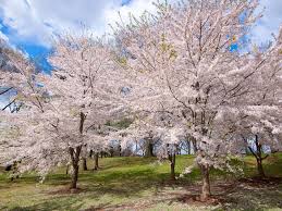 Maybe you would like to learn more about one of these? Where To See Cherry Blossoms In The U S Besides D C Conde Nast Traveler