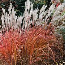 Image result for Miscanthus violaceus