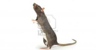Funny Rat Isolated On White Background Funny Rats Rats White Background