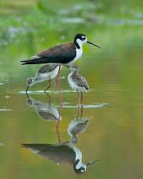 Black Bird With Blue Neck Black Necked Stilt With Chicks Birds Sea Birds Birds Beautiful Birds Pet Birds