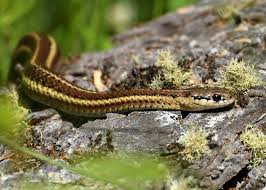 They are on the smaller size of snakes. Garter Snakes The Gardener S Friend The Old Farmer S Almanac
