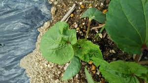 オクラの苗を植えたが大きくならず新葉が黄色く萎れる 野菜作り失敗の傾向と対策