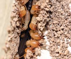 However, costs range by type of insect: Foam Friend Or Foe Pct Pest Control Technology