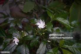 Image result for Rothmannia whitfieldii