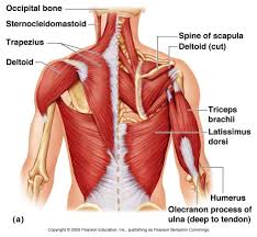 It is responsible for extension,adduction, and (medial) internal rotation of the shoulder joint. Human Back Muscle Diagram Koibana Info Human Body Anatomy Shoulder Anatomy Arm Muscle Anatomy