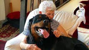 Signora azzannata dal cane da guardia, in ospedale. Enorme Cane Rottweiler Conquista Anche La Nonna Che Preferiva Quelli Di Piccola Taglia La Stampa