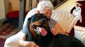 L'incontro a roma con il premier dabaiba: Enorme Cane Rottweiler Conquista Anche La Nonna Che Preferiva Quelli Di Piccola Taglia La Stampa