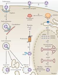 Image result for White 1999 AAV