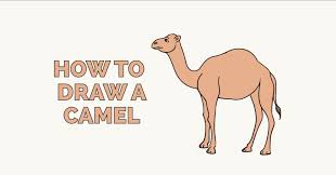 Camels' humps consist of stored fat, which they can metabolize when food and water is scarce. How To Draw A Camel Really Easy Drawing Tutorial