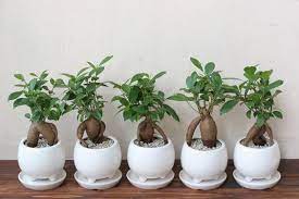 インテリア 観葉植物 オーディオルーム おしゃれまとめの人気アイデア pinterest rotaga ガジュマル 観葉植物 盆栽の木