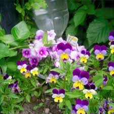 Последние твиты от flowers by johnny (@flowersbyjohnny). Johnny Jump Up Helen Mount Viola Flower Garden Seeds 1 Oz Annual Flower Gardening Seeds Walmart Com Walmart Com