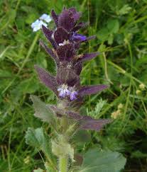 Image result for Haumaniastrum glabrifolium