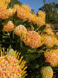 Image result for Leucospermum