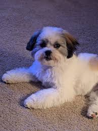 pineapple is 7 months old😊