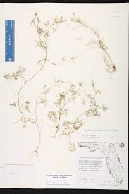 Image result for Apium leptophyllum