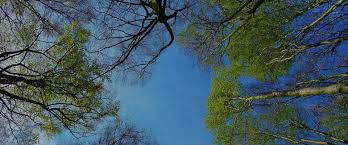 Call today for a free estimate: Tree Trimming Removal Burnet Georgetown Tx Perez Tree Care