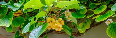 Maybe you would like to learn more about one of these? How To Grow Kiwi Plants At Home Horticulture Co Uk