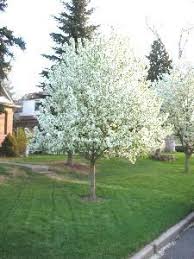 Crabapples have a bad reputation. Spring Snow Crab Apple Tree Backyard Landscaping Ideas Backyard Landscaping White Flowering Trees Shade Loving Shrubs