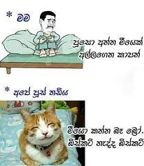 White cat photos cute, cat photos couple, baby. Pin By Grasela Gerreyn On Jokes Funny Cat Jokes Cat Jokes Jokes Photos